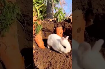 Cute rabbit  - A beautiful moment #184   #shorts
