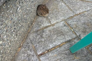 baby bunny outside