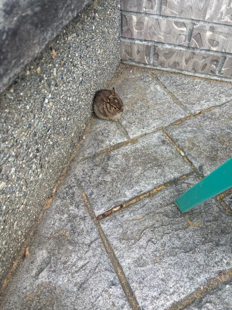 baby bunny outside