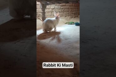 #rabbitkimasti #happyrabbit #khusrabbit #nicerabbit #cuterabbit #cutepetrabbit #pet #bunny #khargosh