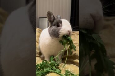 Cute rabbit is eating #bunnystory #rabbitlifestyle #rabbit