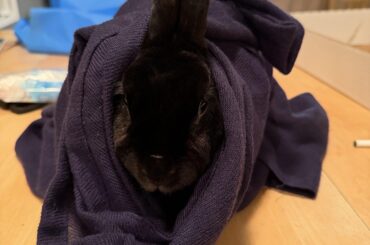 neen burrito!