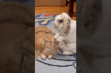 Bunny Kisses! Tawny says hi and Luna grooms him #cute #bunny