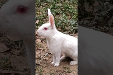 white rabbit #nature #youtubeshorts