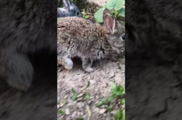 Cute baby Rabbit's #rabbit #shorts #cute
