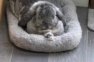 Bed and ruff too comfy, must add buncomfortable paw to even things out!