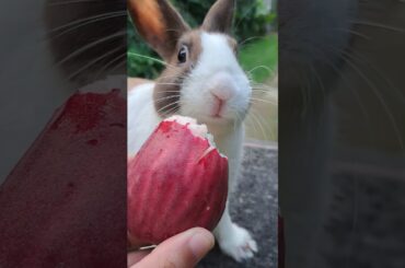 bunny funny #rabbit #kelincikreatif #viral #cute #shortvideo #cuteanimals #explore #pets #animals