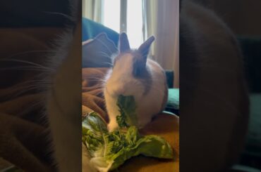A Little bit of salad for this cute rabbit #bunnystory #rabbitlifestyle #rabbit #mybunny
