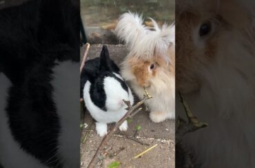Cute rabbits eating tree branches #shorts #asmr #cute #bunny #rabbit