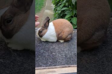 bunny funny #rabbit #kelincikreatif #viral #cute #shortvideo #cuteanimals #explore #pets #animals