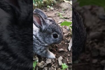 Cute Funny Baby Rabbit #rabbit #funny #baby #shorts #viral