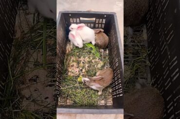 cute rabbit new video may 2026 #youtube #rabbit #cute#funny