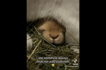 Bunwife loves husbuns fluff