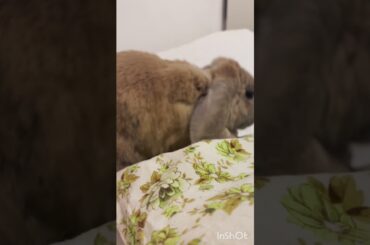 Cute bunny Bella jumping on the bad