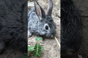 Cute Baby Rabbit #rabbit #baby #cute #pets #shorts
