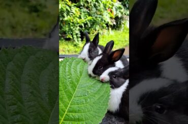 bunny funny #rabbit #kelincikreatif #viral #cute #shortvideo #cuteanimals #explore #pets #animals
