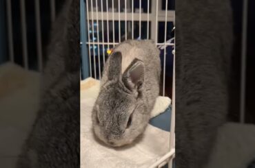 Haha Cute Bunny #rabbit #bunny #pets #petcare #petvideos #shorts