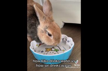 How a giant and a dwarf rabbit drink water