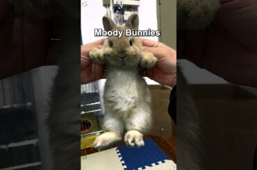 Moody Bunnies #rabbit #bunnystory #cute #bunny #pets #hollandlops #funny #rabbitlife #cutebunny