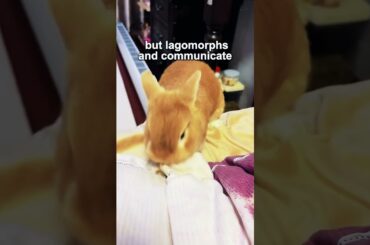 binkies #rabbit #bunnystory #cute #mybunny #bunny #pets #hollandlops #funny #rabbitlife #cutebunny