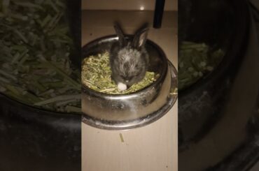 #cute #baby #rabbit #moments #viral #bunny #video #youtube #animals #shorts