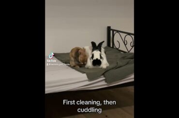 First cleaning, then cuddling