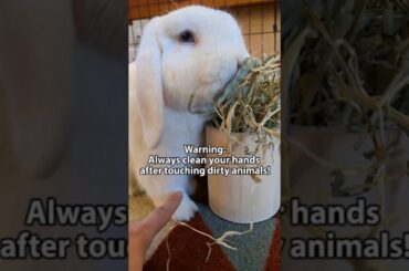 Before you touch a cute bunny...