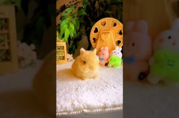 #shorts #cutebunny #ytshorts #cute #cutepet #cuteanimal #mybunny #adorably #pet #bunny #tiktok