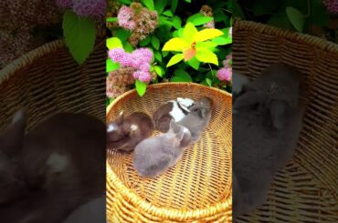 #shorts #cutebunny #ytshorts #cute #cutepet #cuteanimal #mybunny #adorably #pet #bunny #tiktok