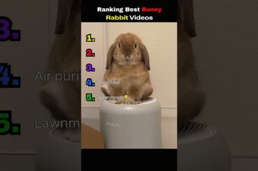 Ranking cute bunny rabbit videos  #wholesome #pets