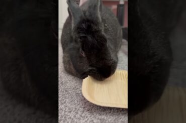 Precious Cammie enjoying her palm bowl! #bunny #rabbit #adorable #cute #pets #love #cutepets