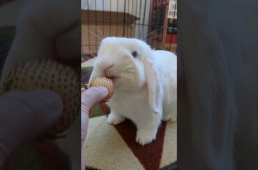 White bunny lives in the colorful life #bunny #rabbit #hollandlop