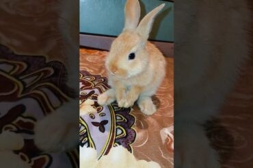 my littles bunny whisperers! l baby cute bunny rabbits