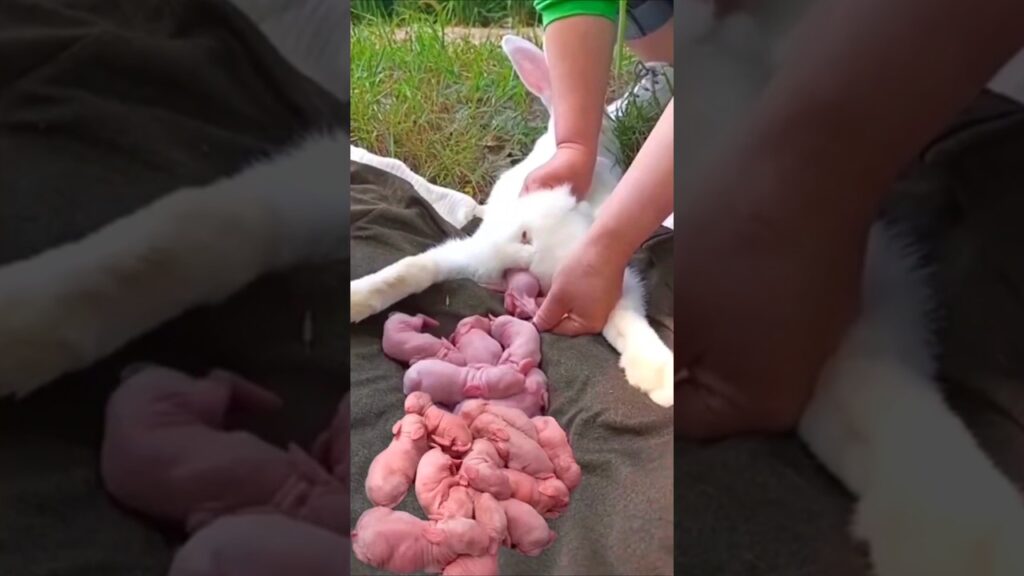 Cute Rabbit Growth – Baby Animals 1 To 30 Days