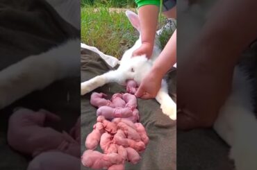 Cute Rabbit Growth - Baby Animals 1 To 30 Days