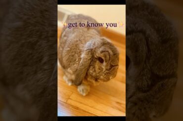 Here’s a song to get to know about me!!!!!! #bunny #rabbit #cute