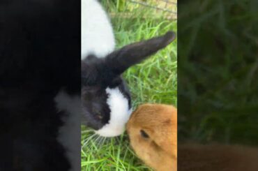 Cute Bunnies #shorts #cute #bunny #rabbit #animals #viral