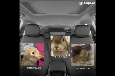 Country roads  #bunny #rabbit #cute #mybunny #pets #adorable #funny