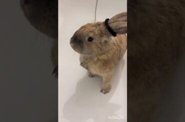 Cute Bunny Bella after her bath