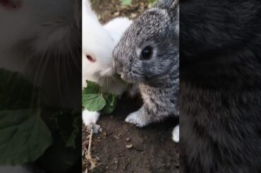 Cute Baby Rabbit video #baby #rabbit #panda  #cute #shorts