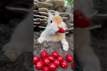 Cute Bunny Food Time #bunny #rabbit #cute #eatin g