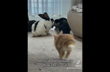 Is husband a bunny or cat?