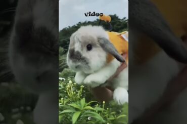 Rabbits Funny Moments #rabbit #bunny #pets #petcare #petvideos #cutebunny #shorts