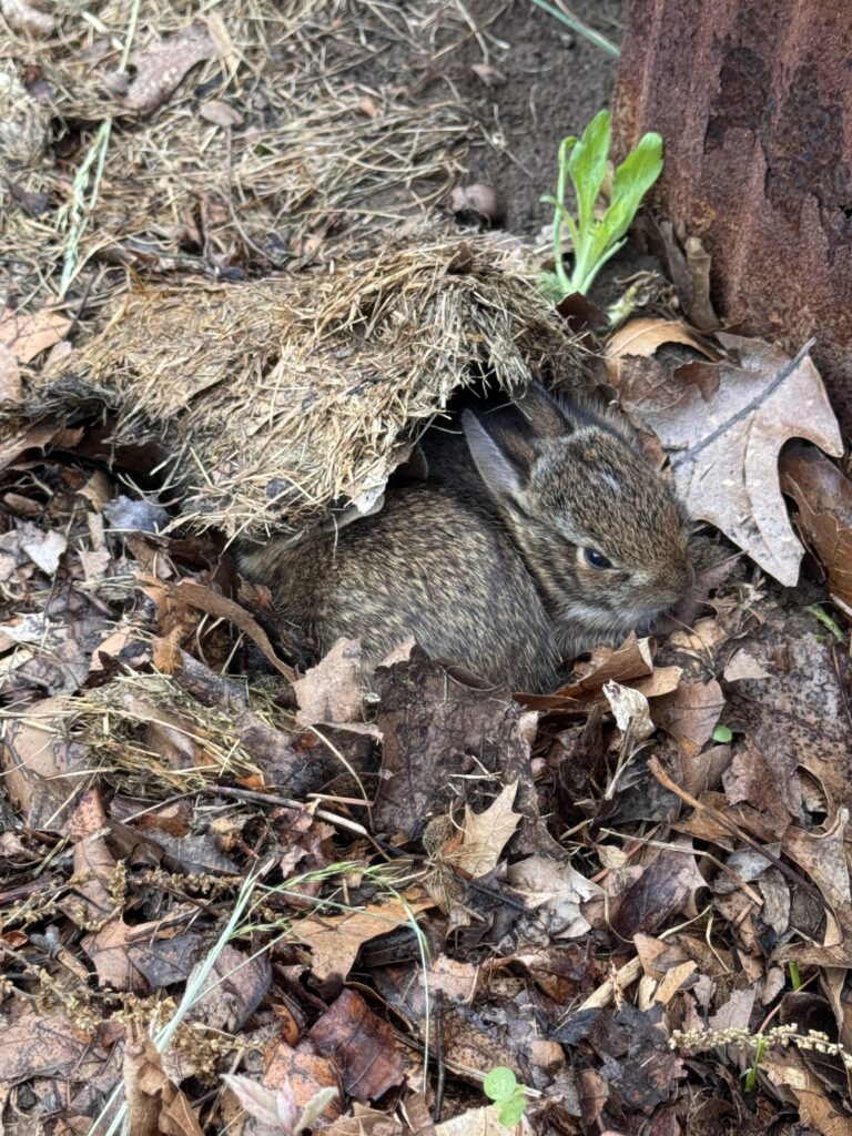 We didn’t see mom come yesterday at the same twilight time she used to come. Three out of six are still here even though I put rocs for them to help jump out. Do you think mom abandoned them? And do you think they can survive on their own now or should I call a wildlife rehab?