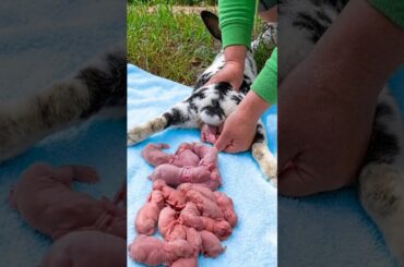 5 Weeks of Baby Bunny Growth (Day 1, 7, 14, 21, 28, 35) #cute #animals
