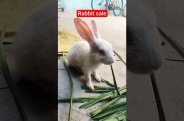 cute rabbit new videomay 2026#funny #cute#youtube#rabbit