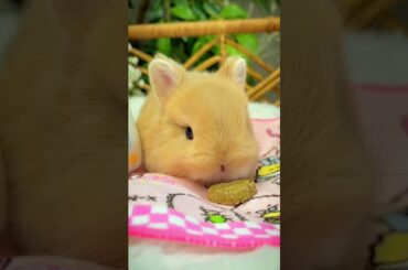 #shorts #cutebunny #ytshorts #cute #cutepet #cuteanimal #mybunny #adorably #pet #bunny #tiktok