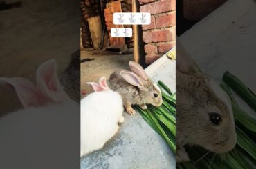 cute bunny new video 2026#cute#funny#youtube#rabbit
