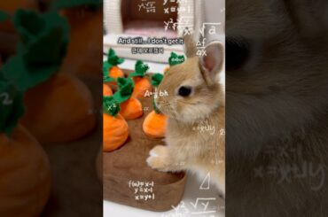 Who’s the silly one here? #shorts #cute #funny #bunny