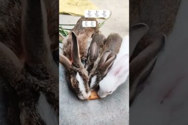 cute rabbit new video 2026#cute #youtube #funny #rabbit